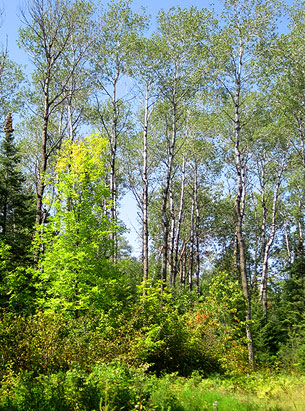 A forest that needs forestry Consulting services in Pine County, MN