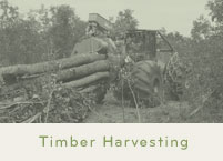 MN Timber Harvesting